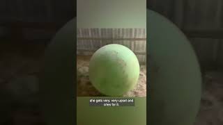 Download lagu Blind Cow Lost Her Favorite Ball mp3 Download lagu Blind Cow Lost Her Favorite Ball mp3