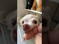 Do You Want More Kuchi Kuchi Koo Videos