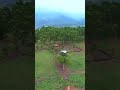 Amala Paul அமலா பால் இன் Kanthalloor Forest Resorts Kerala Drone Takes View