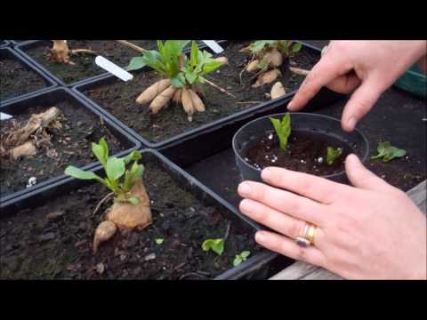 How to take dahlia cuttings