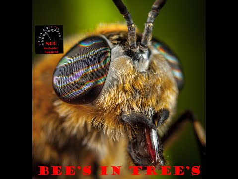 Bees in Trees