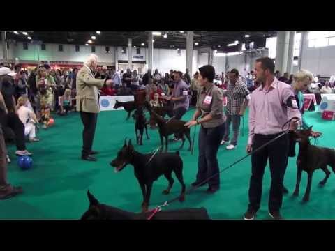 WORLD DOG SHOW 2013 - DOBERMANN FINALS