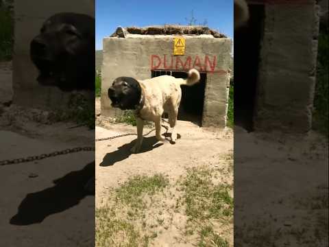 Alabai vs kangal 🔥😱 vs pitbull vs dogo Argentina vs hyena vs wolf's 😱 #hardhitting #grappler#dog