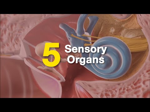 Visible Body | The 5 Senses - Sight, Sound, Smell, Touch, and Taste