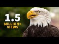 Inspiring Eagle Story