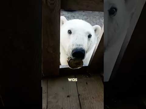 The polar bear asks humans for help for the first time #love #shorts #rescue #animals #polarbear