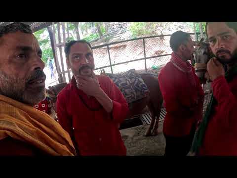 Katra to Vaishno Devi Trek 2025 (GoPro)