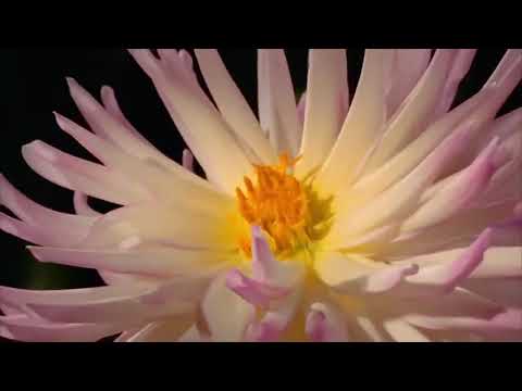 Seja feita a tua vontade, assim na terra como no céu - Capítulo 16