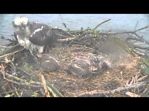 I thought that Maya took the dead bird away, but no - Rutland Osprey Project