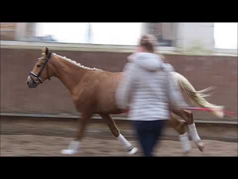 Wallach v. Sir Heinrich (Sir Donnerhall x Fürst Heinrich)