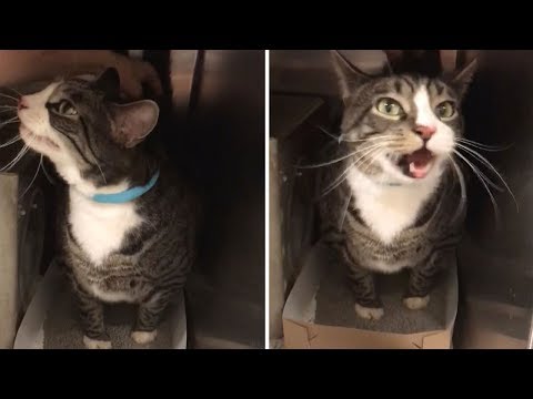 Cat Makes Weird Noise When It's Butt Gets Scratched - YouTube