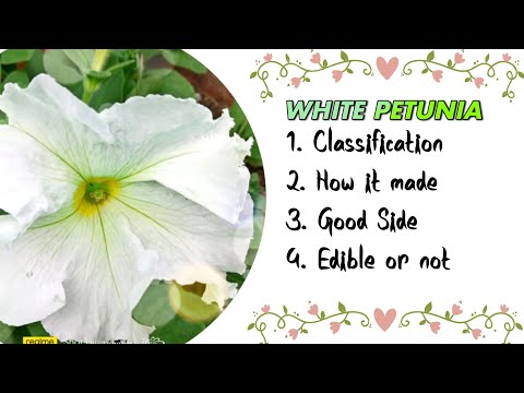 About White Petunia | Classification| Good Side | Edible or not | Flower Power