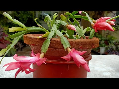 , title : 'Christmas Cactus Indoor flowering -Care to get max. flowers from Christmas to New Year & beyond'