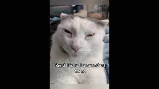 Download lagu What starts with s and ends with t #cat #funny #fyp #memes #georgieebom mp3