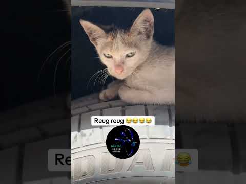 Reug reug