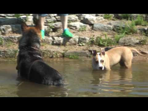 American Staffordshire Terrier (AmStaff) AKSA playing at the pond