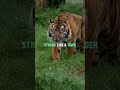 EAGLE Attitude Or Lion Mentality What S The Best Choice For You