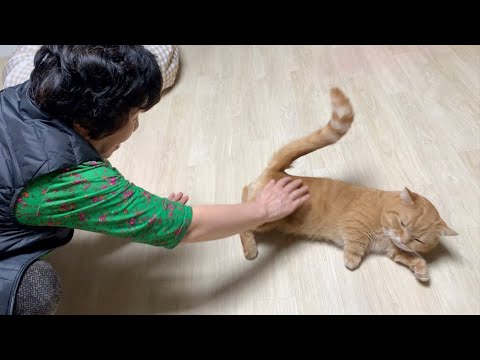 할미할비 사랑 듬뿍 받는 고양이 일상