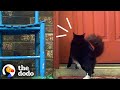 This Stray Cat Ask To Be Let Inside To Keep Her Kittens Safe | The Dodo