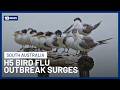 SA Authorities Probe First Suspected Mass Bird Flu Infection In Wild Birds | 10 New