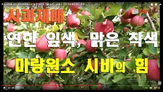 꼭 보셔야할 사과 착색/큰 절 하고 싶은 사과나무/주렁주렁 가을 보석 ㆍ사과콜라밴드 운영
