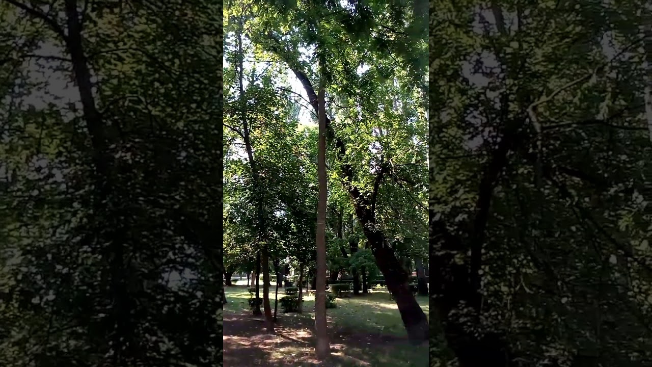 Красивый зеленый летний парк в Феодосии Крым beautiful green summer park in Feodosia Crimea 克里米亚费奥多西