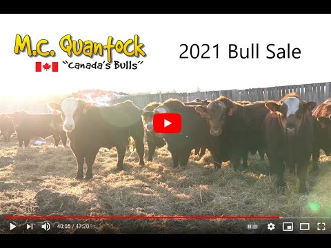 2021 M.C. Quantock Bull Sale Preview