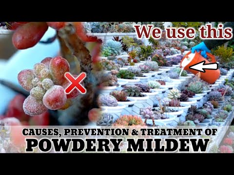 , title : 'How to treat Powdery Mildew on Succulent Plants || Paano ba? | 다육식물 | 多肉植物 | Suculentas'