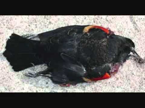 Oiseaux et poissons morts dans le monde ; c'est l'hécatombe !