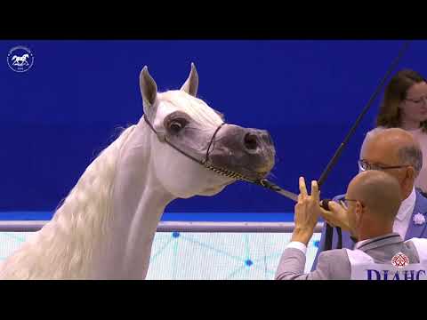 N 86 OM EL ENIGMA   Dubai Arabian Horse Show 2020   Mares 10+ Years Old Class 7