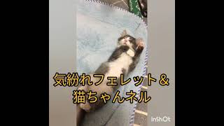 避妊手術後に着せられたレオタード？（笑）が可愛過ぎる