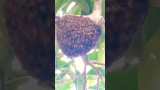 Download lagu ᭚ᬜᬯᬦ᭄‌᭟ (Nyawan) Lebah #lebah Bee #bee Bees #bees 110 mp3