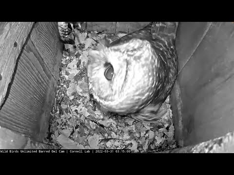 Hatch Alert! Crayfish Delivered To Barred Owl Box As First Egg Begins To Pip – March 31, 2022