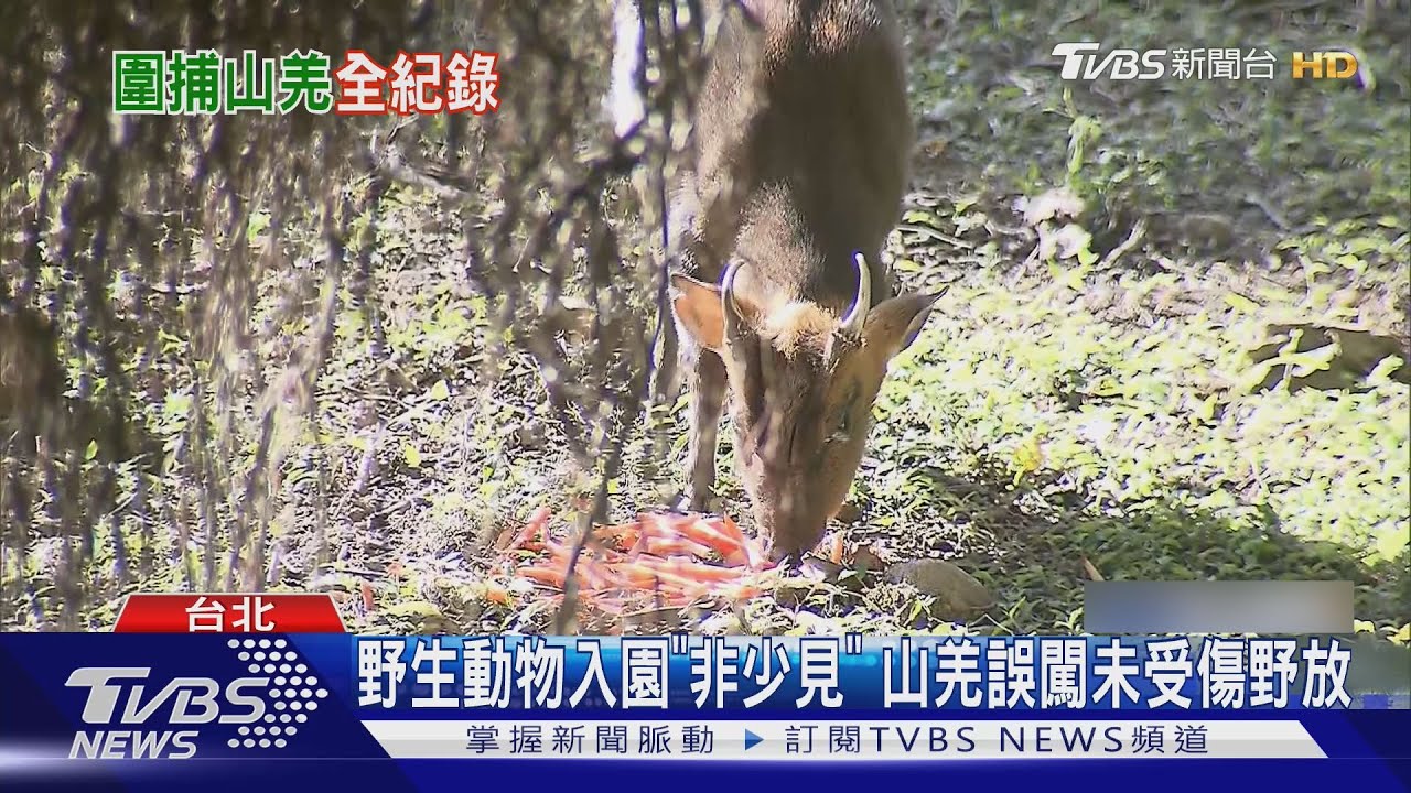 冷到躲室內?野生山羌闖台北動物園 8人廁所圍捕