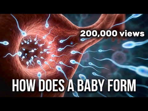 How a Baby Is Formed Inside the Human Body