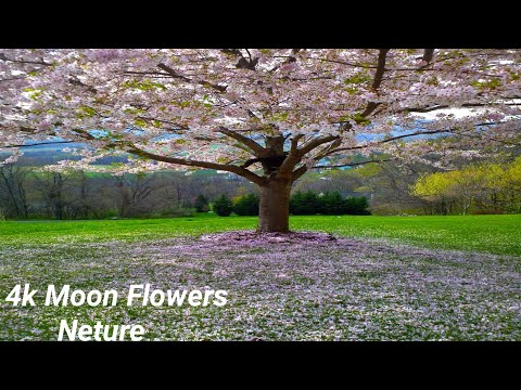 Amazing Colours Of Spring Flowers And Fall leaves-4k Nature Relax Video Neture Sound Neture moon