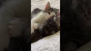 Domestic Mediumhair Cats Videos