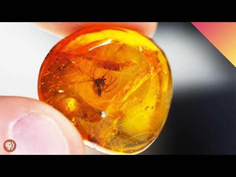 蜘蛛絲為什麼那麼強韌？解析蜘蛛千萬年來的編織技術 (20 MILLION Year-Old Spider!!  Unweaving Spider Silk )