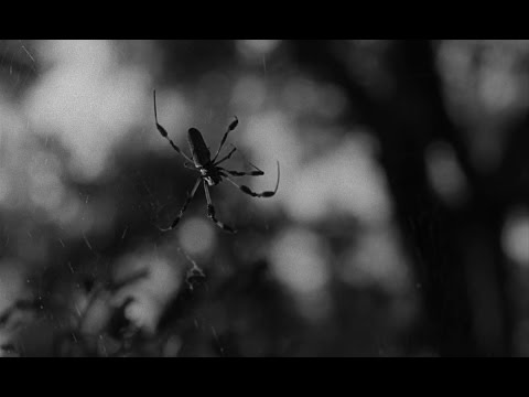 Spider Baby (1967)- Blu-Ray 720p- Legendado