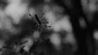 Spider Baby (1967)- Blu-Ray 720p- Legendado