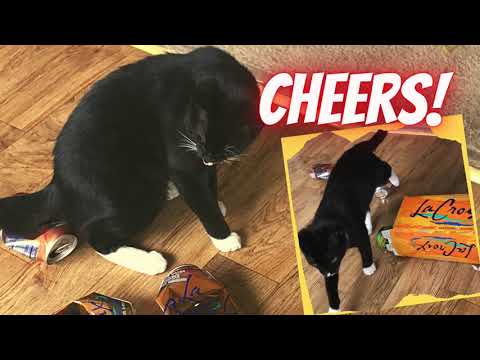 The Cat Who Loves DRINKING (LaCroix) | #funnycatvideo #funnyvideos
