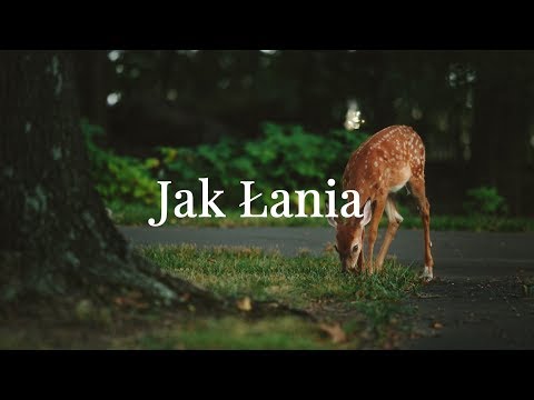 Tylko Jezus - Jak Łania