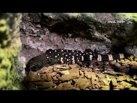 Video Thumbnail: Captive breeding offers hope for Guatemala's rare lizard