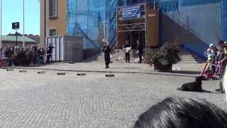 preview picture of video 'Karlskrona fest: Detection dog demo by blekinge police'