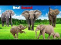 Elephant Sound Effects Wild Animals