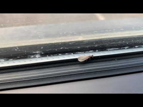 Termite Swarmers Spotted in Office Building in Lakewood, NJ