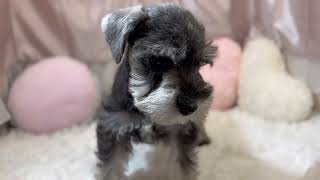 ミニチュアシュナウザーの動画01