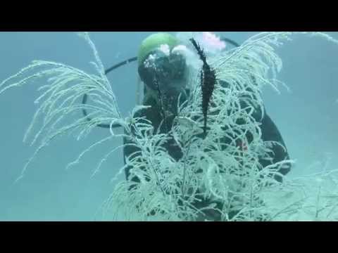 dive with lahoy, Bohol Lahoy Dive Resort,Philippinen
