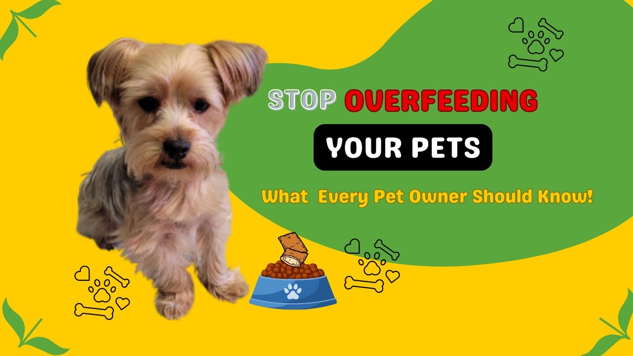 Stop Overfeeding Your Pets. What every pet owner should know.