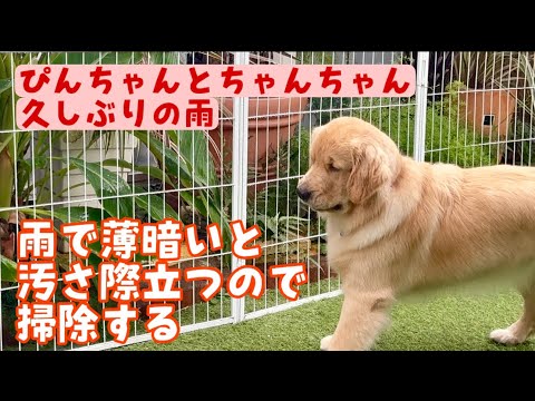 【ぴんとちゃん】雨で薄暗いと汚なさが目立つので掃除する